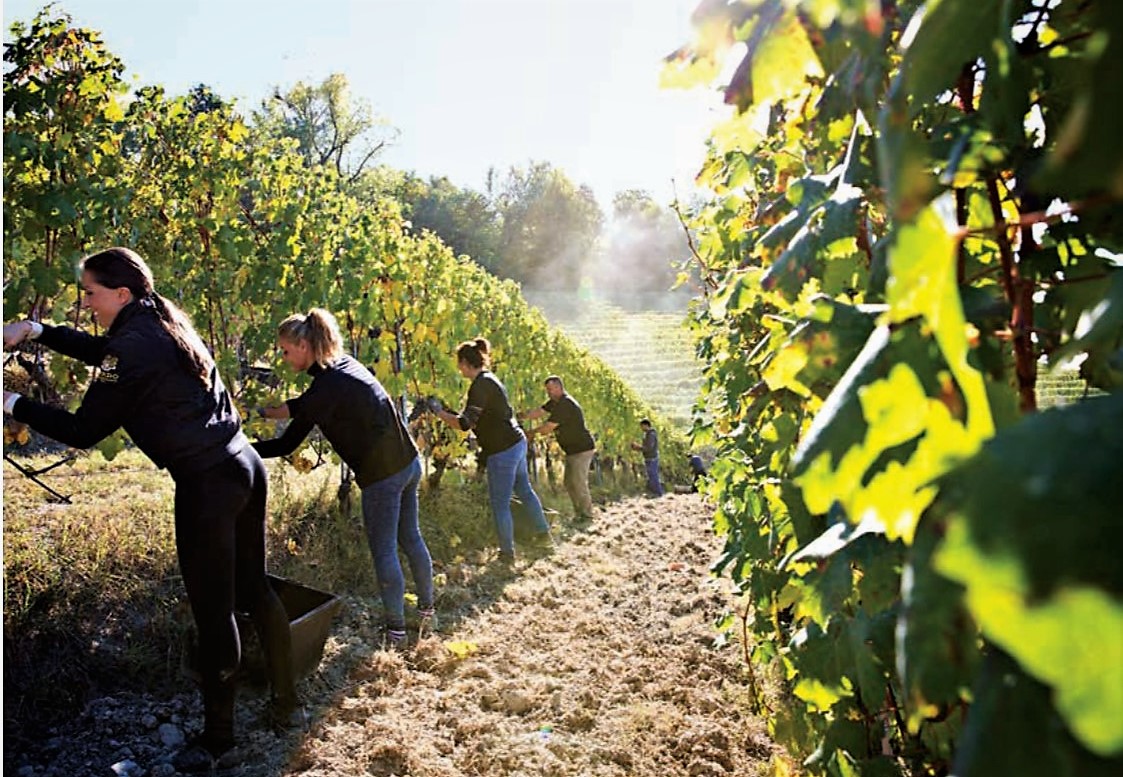 Gioso vineyards vendemmia